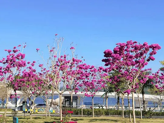 मध्यम आकाराची फुलांची झाडे