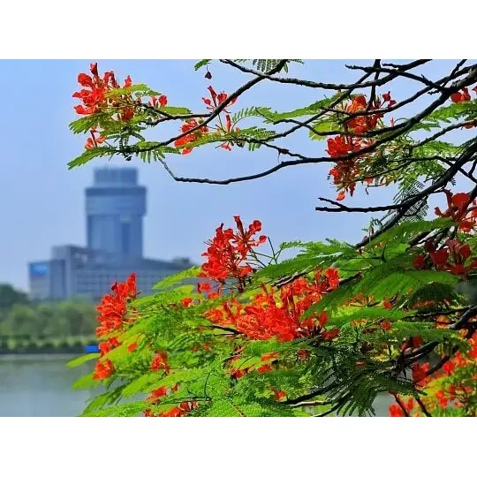 कंटेनर-ग्रोन रॉयल पॉइन्सियाना लाइनर्स लँडस्केप यशस्वी का करतात?