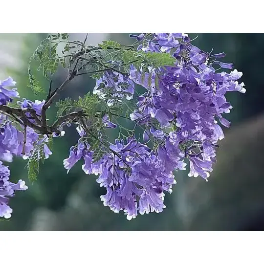 जॅकरांडाचे झाड आकर्षक लँडस्केप आणि दीर्घकाळ टिकणारे सौंदर्य कसे तयार करते?