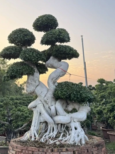 Ficus Microcarpa Street Trees