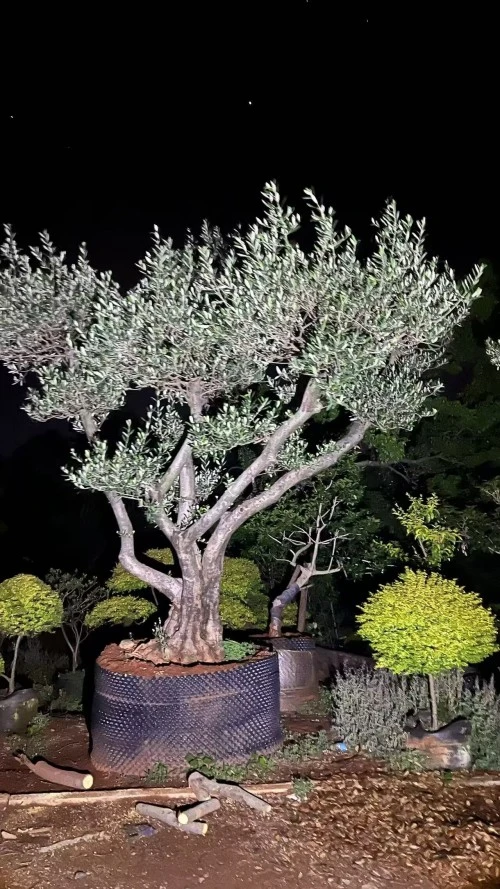 Potted Olive Tree