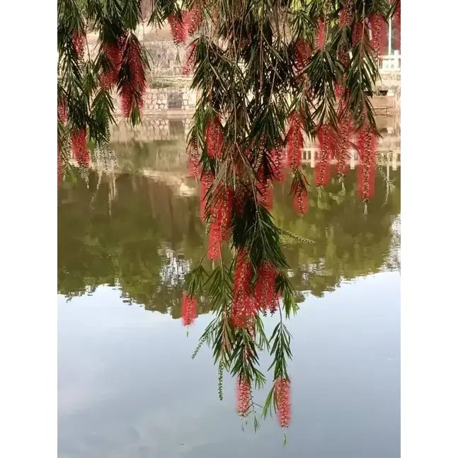 विपिंग बॉटलब्रश स्ट्रीट ट्रीज